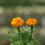 Marigold – Inca Orange – 4″ Pot
